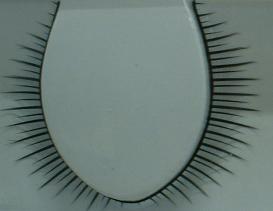 pair of eyelash